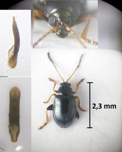 Aphthona venustula